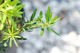 Image result for Podocarpaceae