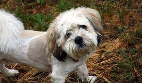 Shihpoo Dog Breed Information
