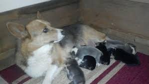 Best poodle breeders in new york. Corgi Puppies For Sale New York