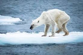 This Week On Photojournalism Now Friday Round Up It S All About Climate Change With The News That The Nasa Polar Bear Save The Polar Bears Endangered Animals