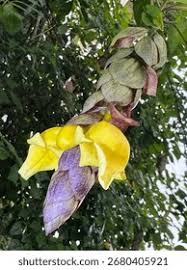 Image result for Gmelina