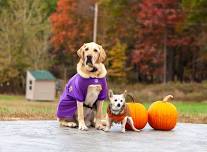Bark in The Park Pet Costume Party