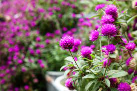 Gomphrena Gomphrena A To Z Flowers