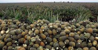 Malaysia Uitm Graduate Turns Millionaire Farmer In Perak Farmer Pineapple Planting Millionaire