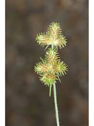 Image result for Fuirena