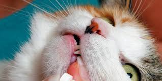 Cacing yang dikeluarkan oleh anak anjing di klinik cik en. 5 Penyebab Kucing Cacingan Dan Cara Aman Mengobatinya Pintarpet