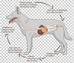 Dog Anatomy Gastrointestinal Tract Digestion Human Digestive System Png Clipart Anatomy Animals Carnivoran Diagram Digestion Free