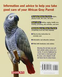 baby african grey feeding schedule african grey parrot