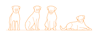 Check spelling or type a new query. Rottweiler Dimensions Drawings Dimensions Com
