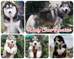 Find available cats available for adoption in india. Siberian Huskies Wooly Coats Tags Boskyskennel Boskyskennel Huskies India Delhi Kolkata Guwahati Assam Sikkim Gangtok Sili Sikkim Guwahati Husky