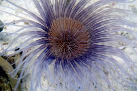 Image result for Aneilema termitarium