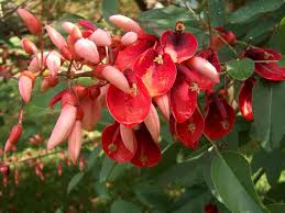 Image result for Erythrina crista-galli