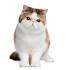 British Shorthair Vs Exotic Shorthair - Owner Reviews [ 2020 ]