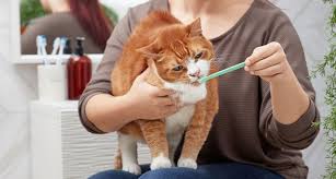 They are veterinarian recommended to help reduce tartar buildup, which is as good as it gets in the dental treat this product is a great option for anyone looking to help clean their cat's teeth at home. At Home Cat Teeth Cleaning How To Brush Cats Teeth