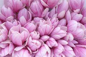 Which ones are you familiar with, and which ones are you curious flowers come out between june and august. Magnolia Flower Meaning Flower Meaning
