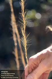 Image result for Aristida bipartita