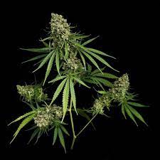 The implication is that users of marijuana could be lulled into thinking they are capable of using the motor skills for such actions as driving when in fact there could. 10 Hanfsorten Die Jeder Grower Anbauen Sollte