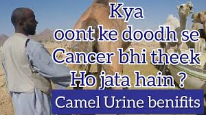 This article is about the use of camel urine as medicine in the hadiths and how such usage is viewed in the muslim world. Camel Urine Cancer Drinking Camel S Urine Oont Ka Peshaab Peena Kaisa Hain Jano Islam Youtube