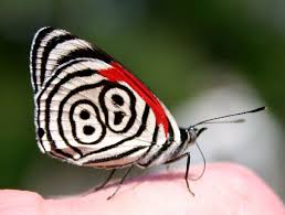 Butterfly orange, yellow butterfly clipar, yellow and black butterfly illustration, purple. Diaethria Is A Brush Footed Butterfly Genus Also Called The Eighty Eight Butterfly In Reference To The Characteristic Patterns On The Hindwing Undersides Of Many Awwducational