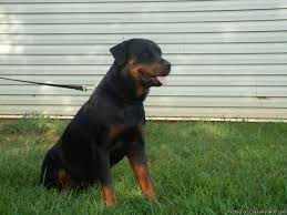 Shipping available in the usa. Rottweiler Puppies For Sale Price 600 For Sale In Covington Georgia Best Pets Online