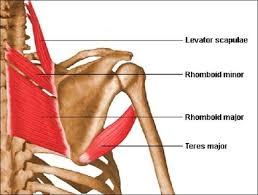 In den vergangenen wochen wurde von unterschiedlichen seiten die kritik immer lauter, dass die was in den vergangenen monaten passiert ist, sei eine bereitwillige selbstentmündigung des. Rygg