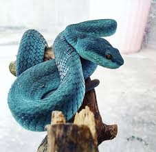 Blue Insularis Pit Viper Pet Snake Pit Dog Animals Beautiful