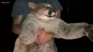 Mountain lion kill caught on camera. 200 Pound Mountain Lion Killed In Texas Texas Fish Game Magazine