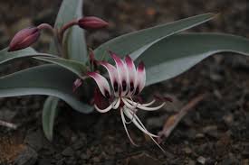 Image result for Ornithoglossum