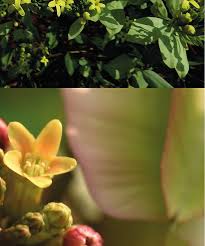 Image result for Combretum falcatum