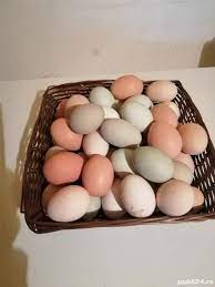 E drept ca initial noi am cumparat gaini de ferma. Oua Pentru Incubat Gaina Si Bibilica Mai Multe Rase Trimit Si In Tara Cu Ranbuns Timisoara Animale Publi24 Ro