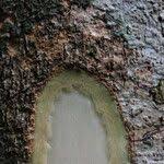 Image result for Shirakiopsis