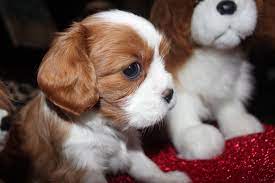 Cavalier King Charles Spaniel Puppies Cavalier King Charles Spaniel Puppies Breeder King Charles Puppy Cavalier King Charles Spaniel Cavalier King Charles