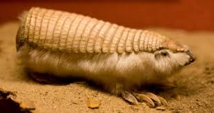 61 Strangest Animals On Earth That You Probably Don T Know Of Bored Panda