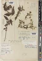 Image result for Aspilia ciliata