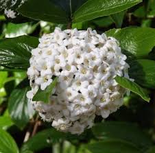 Maybe you would like to learn more about one of these? Fragrant Shrubs Mike S Garden Top 5 Plants