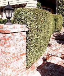 Image result for Pittosporum tenuifolium
