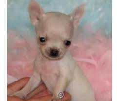 Black Apple Head Chihuahua For Sale Dogs For Sale In Woodbridge New Jersey Chihuahua Puppies Teacup Chihuahua Puppies Chihuahua Puppies For Sale