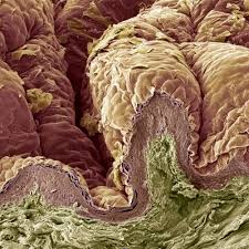 We did not find results for: The Layers Of The Integumentary System