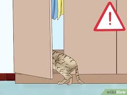 Catheterization may be indicated earlier in labor so uterine. 3 Ways To Tell If A Cat Is In Labor Wikihow Pet