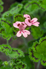 Image result for Pelargonium domesticum round-leaved bushy