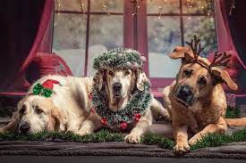 The spirit of christmas is giving. Top 103 Cute Christmas Dog Names For Your New Puppy By Kidadl