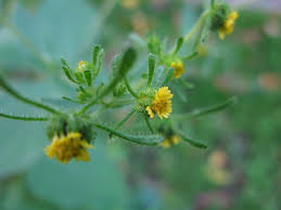 Image result for Micractis bojeri