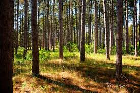 157 Pine Forest Forest Woods Decor Home Decor Office Decor Wall Art Fine Art Photography Pictures Donal Pine Tree Art Olive Tree Painting Tree Of Life Painting