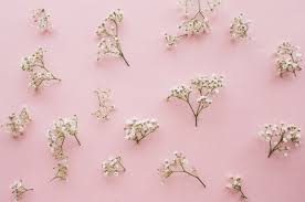 Bulk buy artificial flowers baby breath online from chinese suppliers on dhgate.com. Free Photo Variation Of Little Baby S Breath Flowers On A Light Pink Background