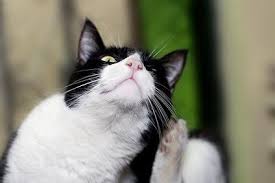 Vers chat desinfecter la maison. Puces Dans La Maison Comment Se Debarrasser Des Puces Dans La Maison Vetostore