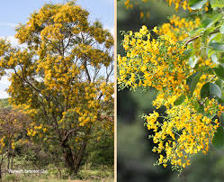 Image result for Pterocarpus rotundifolius