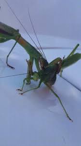 We would like to show you a description here but the site won't allow us. Praying Mantis Eating A Grasshopper Natureismetal