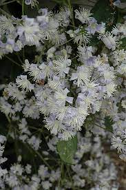 Robert brydon' in books and nursery lists is something of an adventure. Get Mrs Robert Brydon Clematis In Mi At English Gardens Nurseries Serving Clinton Township Dearborn Heights Eastpointe Royal Oak West Bloomfield And The Plymouth Ann Arbor Michigan Areas
