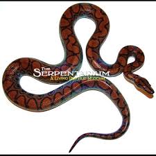 Rainbow Boa Care Sheet | Wiki | Reptiles Amino