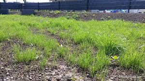 Dann ist dieser ausreichend angewachsen und dicht in die höhe trotz guter rasenpflege sollte ein neu angelegter rasen im darauffolgenden winter ebenfalls nicht beschritten werden. Rasenpflege Zeitstrahl Des Sahens Bis Zur Rasenpflege Hausbau In Bomschtown